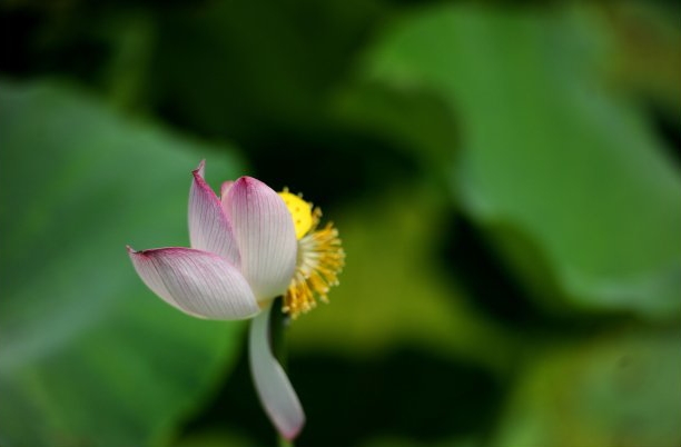 何须参禅耗光阴 <wbr> <wbr>山林子 <wbr>慧商 <wbr>自然智慧诗