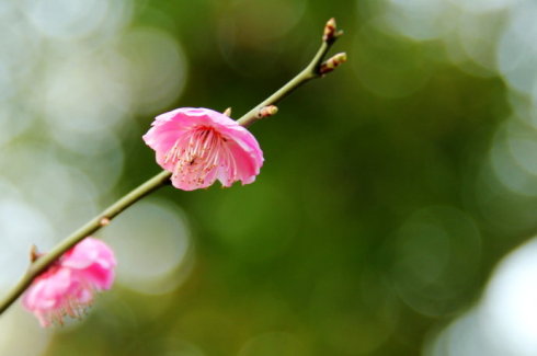 醒照 <wbr> <wbr>山林子 <wbr>慧商 <wbr>自然智慧诗