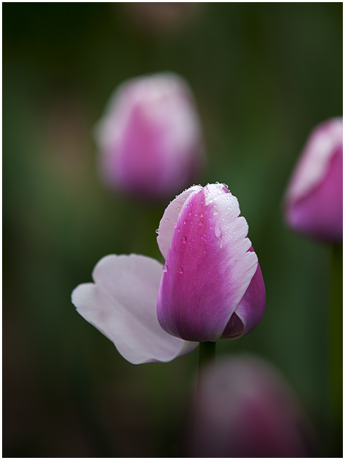 逍遥游 <wbr> <wbr>山林子 <wbr>慧商 <wbr>自然智慧诗