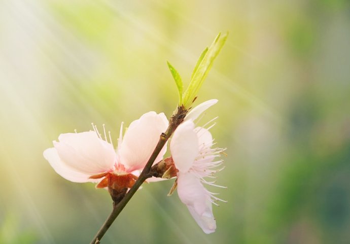 春意 <wbr> <wbr>山林子 <wbr>慧商 <wbr>自然智慧诗