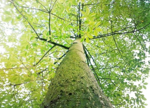 永恒燃烧的正能量 <wbr> <wbr>山林子 <wbr>慧商 <wbr>自然智慧诗