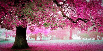 本是同根花 <wbr> <wbr>山林子 <wbr>慧商 <wbr>自然智慧诗