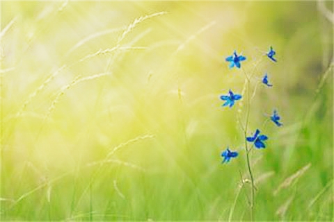 四季如春 <wbr> <wbr>山林子 <wbr>慧商 <wbr>自然智慧诗