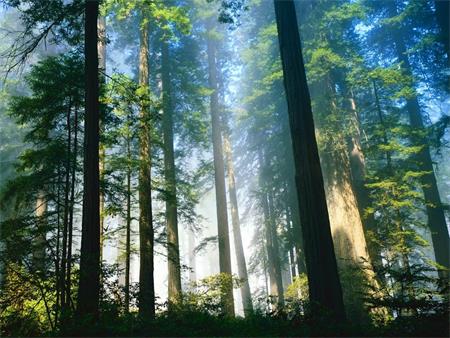 大自然我的同胞兄弟 <wbr> <wbr>山林子 <wbr>慧商 <wbr>自然智慧诗