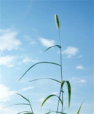 柔韧方显性全 <wbr> <wbr>山林子 <wbr>慧商 <wbr>自然智慧诗