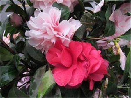 双色花 <wbr> <wbr>山林子 <wbr>慧商 <wbr>自然智慧诗