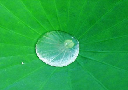 立地成人出愚海 <wbr> <wbr>山林子 <wbr>慧商 <wbr>自然智慧诗