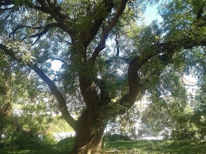 老屋前古槐的吟叹 <wbr> <wbr>山林子 <wbr>慧商 <wbr>自然智慧诗