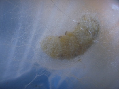 千妄万妄皆一妄 <wbr> <wbr>山林子 <wbr>慧商 <wbr>自然智慧诗