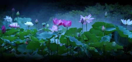 一人孤影一望乡 <wbr> <wbr>山林子 <wbr>慧商 <wbr>自然智慧诗