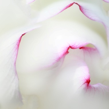 一朝醒来一南柯 <wbr> <wbr>山林子 <wbr>慧商 <wbr>自然智慧诗