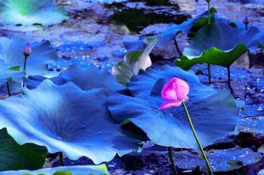 一曲思念一乡歌 <wbr> <wbr>山林子 <wbr>慧商 <wbr>自然智慧诗