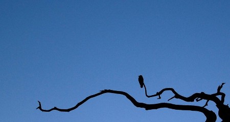 一世愚痴伴孤寂 <wbr> <wbr>山林子 <wbr>慧商 <wbr>自然智慧诗