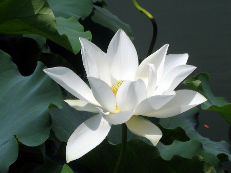 一花一叶一世界 <wbr> <wbr>山林子 <wbr>慧商 <wbr>自然智慧诗