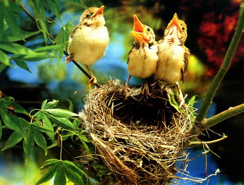 感恩 <wbr> <wbr>山林子 <wbr>慧商 <wbr>自然智慧诗