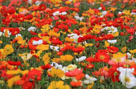 园丁赞 <wbr> <wbr>山林子 <wbr>慧商 <wbr>自然智慧诗