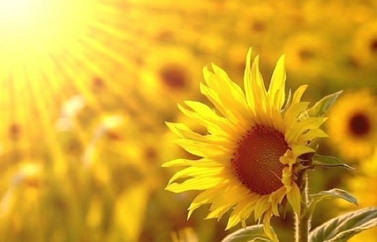 向阳花的信念&nbsp;<wbr>&nbsp;<wbr>山林子&nbsp;<wbr>慧商&nbsp;<wbr>自然智慧诗