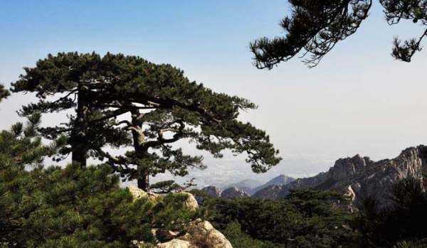 松下友诗吟思 <wbr> <wbr>山林子 <wbr>慧商 <wbr>自然智慧诗