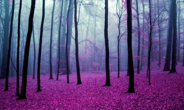 九九乡愁 <wbr> <wbr>山林子 <wbr>慧商 <wbr>自然智慧诗