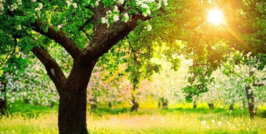 文化文明根道德 <wbr> <wbr>山林子 <wbr>慧商 <wbr>道德智慧教育