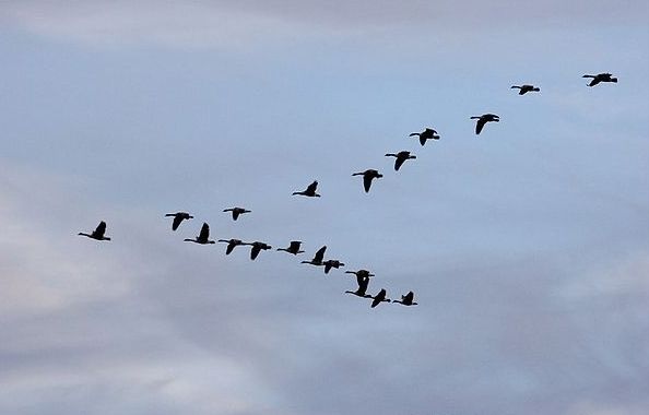 雁过留声人德名 <wbr> <wbr>山林子 <wbr>慧商 <wbr>道德智慧教育