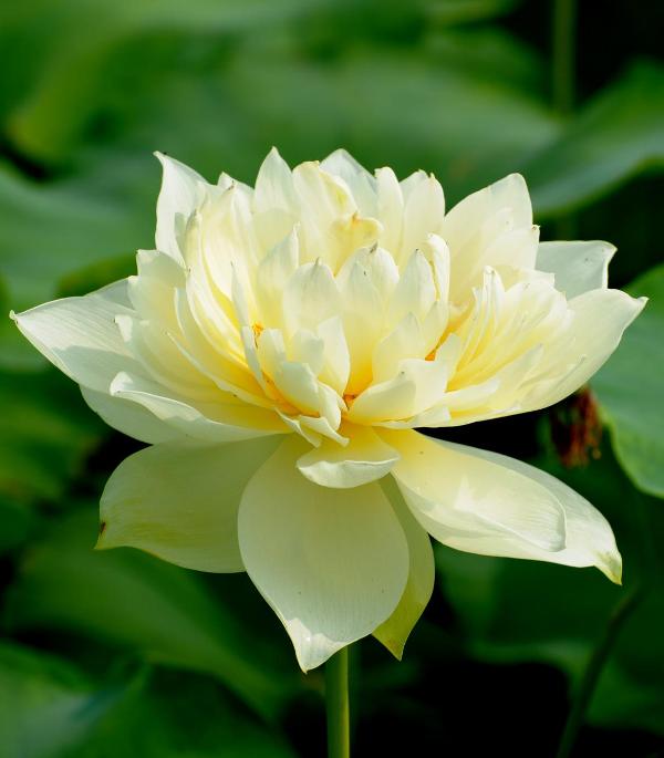 信心铭.jpg 1610274854598062130.jpg